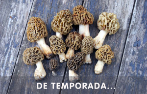 morilles de temporada